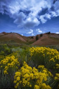 Colorful flowers in the California hills