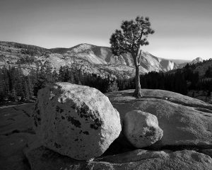 A Tree and Two Stones