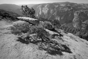 Sentinel Dome Pine Shadow