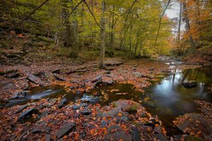 Autumn Stream