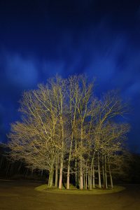 A copse of trees near Ricketts Glen State Park