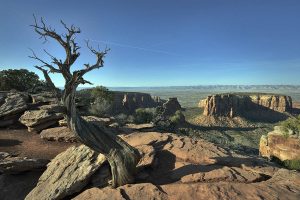Dead Tree and Contrail