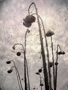 dead sunflowers