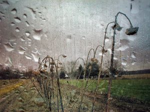 Sunflowers in the Rain