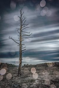 A dead tree at Francis E Walter Dam