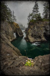 Natural Bridge Flowers